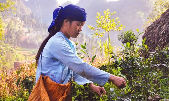 Kho Báu Trà & Câu Chuyện Bản Địa (8)